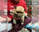 Small #2 Pomeranian