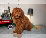 Puppy Hazel Poodle (Miniature)