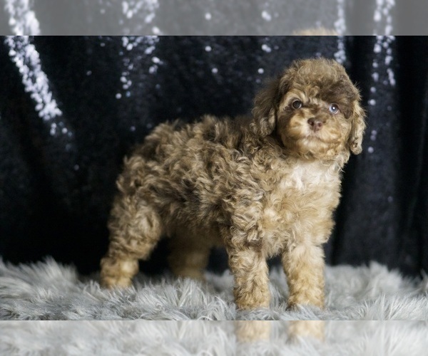 Medium Photo #1 Poodle (Miniature) Puppy For Sale in WARSAW, IN, USA