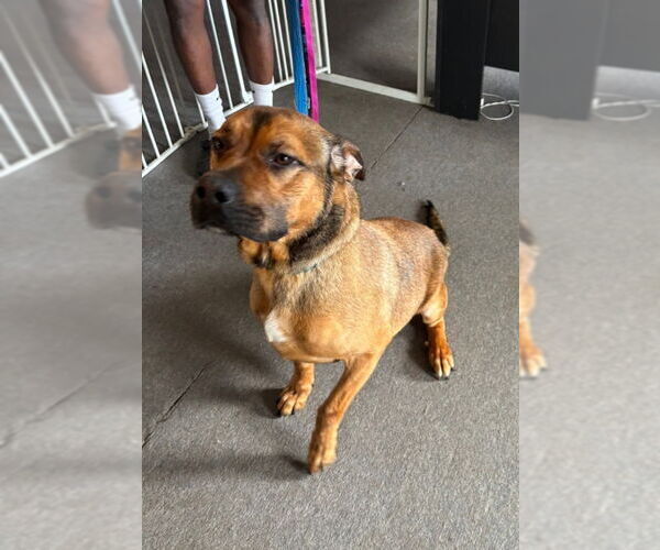 Medium Photo #11 Black Mouth Cur-Boxer Mix Puppy For Sale in Winston Salem, NC, USA