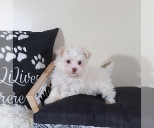 Havanese Puppy for Sale in MOUNT VERNON, Ohio USA