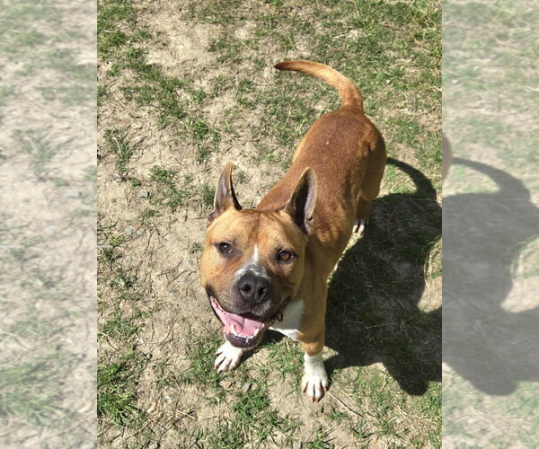 Medium Photo #1 Mutt Puppy For Sale in Glen Allen, VA, USA