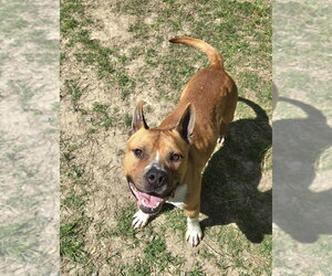 Mutt Dogs for adoption in Glen Allen, VA, USA