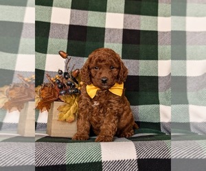 Goldendoodle (Miniature) Puppy for sale in COCHRANVILLE, PA, USA