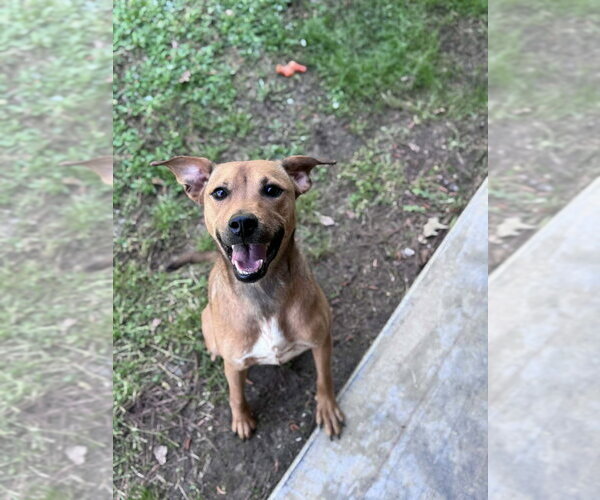 Medium Photo #1 Mutt Puppy For Sale in Elmsford, NY, USA