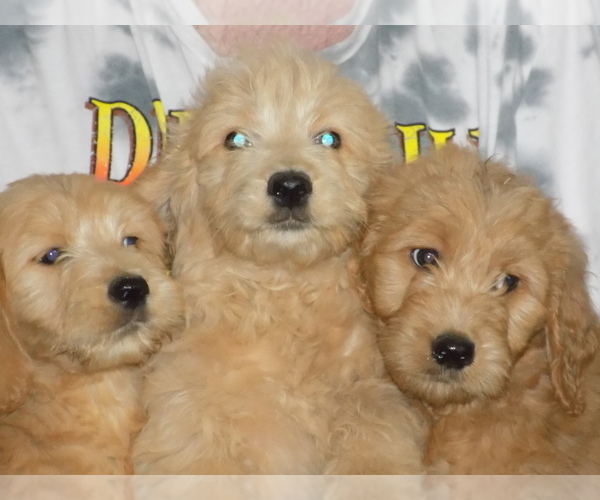 Medium Photo #1 Goldendoodle Puppy For Sale in BARNUM, IA, USA