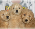 Small Photo #1 Goldendoodle Puppy For Sale in BARNUM, IA, USA