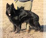 Small Photo #1 German Shepherd Dog Puppy For Sale in DECATUR, IN, USA