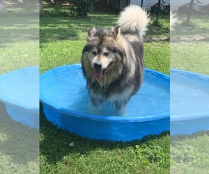 Alaskan Malamute Dog for Adoption in DIXON, Missouri USA