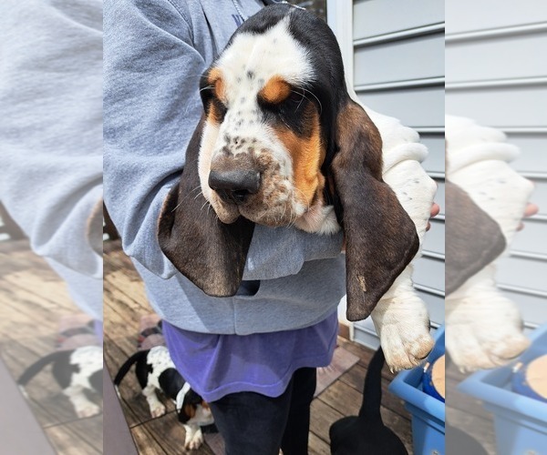 Medium Photo #3 Basset Hound Puppy For Sale in S CHESTERFLD, VA, USA