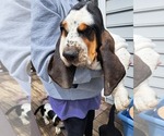 Small Photo #13 Basset Hound Puppy For Sale in S CHESTERFLD, VA, USA