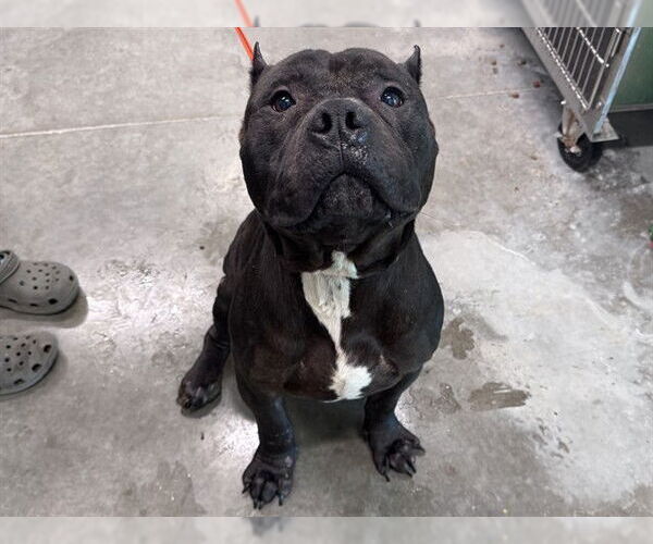 Medium Photo #1 Staffordshire Bull Terrier Puppy For Sale in Tavares, FL, USA