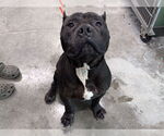 Small Staffordshire Bull Terrier