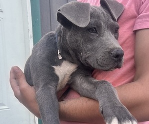 American Pit Bull Terrier Puppy for sale in COAHOMA, TX, USA