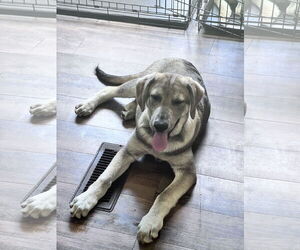 Huskies -Unknown Mix Dogs for adoption in Crossville, AL, USA