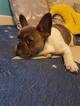 Small Photo #4 French Bulldog Puppy For Sale in KIRKLAND, WA, USA