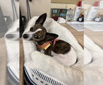 Small Photo #2 Chihuahua Puppy For Sale in Mundelein, IL, USA