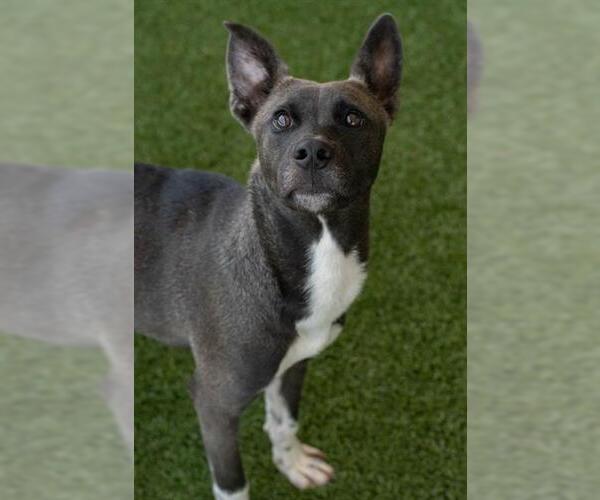 Medium Photo #2 Siberian Husky-Staffordshire Bull Terrier Mix Puppy For Sale in Baytown, TX, USA