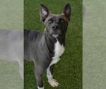 Small #1 Siberian Husky-Staffordshire Bull Terrier Mix