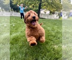 Small #5 Goldendoodle mix (+ Poodle Miniature)
