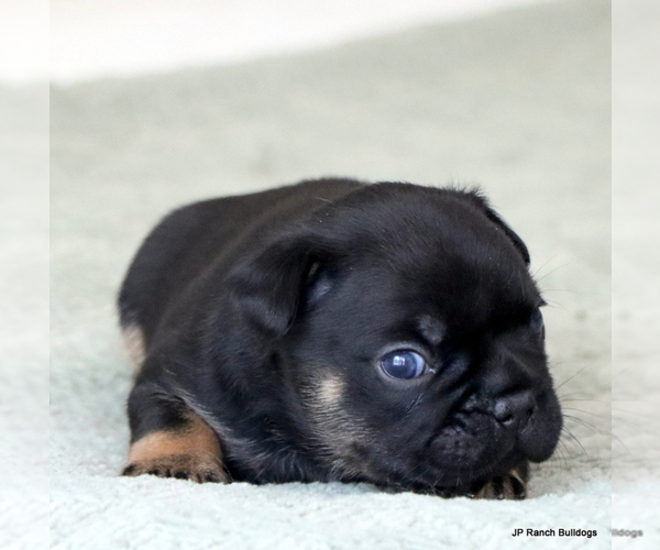 Medium Photo #2 French Bulldog Puppy For Sale in WINNSBORO, TX, USA