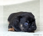 Small Photo #2 French Bulldog Puppy For Sale in WINNSBORO, TX, USA