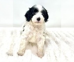 Puppy Oreo Cavapoo