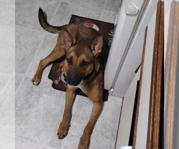 Medium Photo #27 Mutt Puppy For Sale in Fargo, ND, USA