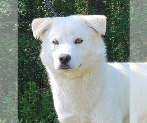 Retriever -Unknown Mix Dogs for adoption in Wetumpka, AL, USA