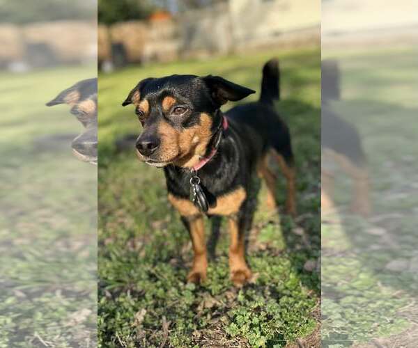 Medium Photo #4 Mutt Puppy For Sale in Greenville, SC, USA