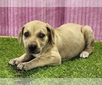Small #8 Catahoula Leopard Dog