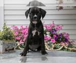Puppy Scooter Boxer