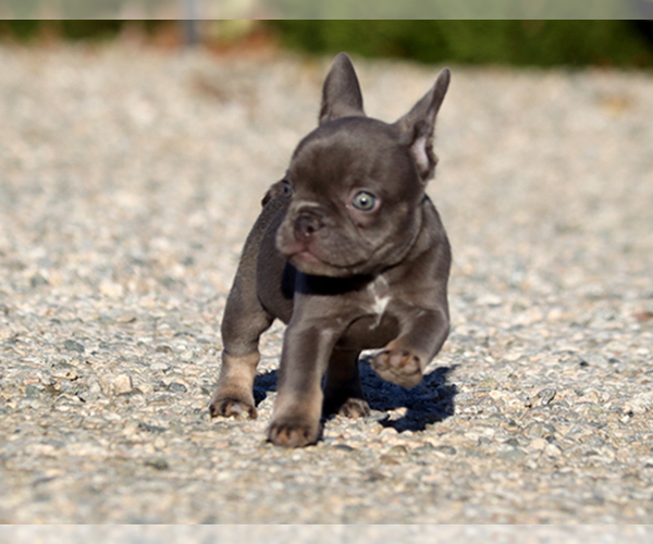 Medium Photo #3 French Bulldog Puppy For Sale in LITTLEROCK, CA, USA