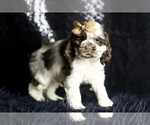 Small Photo #118 Cocker Spaniel Puppy For Sale in WARSAW, IN, USA
