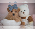 Small #11 Poodle (Toy)