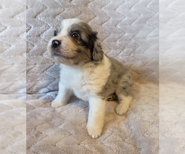 Medium Photo #14 Aussiedoodle Puppy For Sale in WILLS POINT, TX, USA