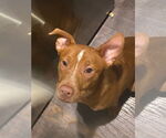 Small #4 Mutt