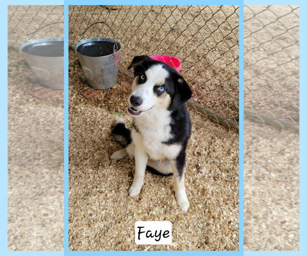 Medium Photo #1 Australian Shepherd-Unknown Mix Puppy For Sale in Granbury, TX, USA