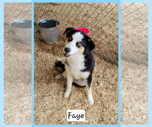 Australian Shepherd-Unknown Mix Dogs for adoption in Granbury, TX, USA
