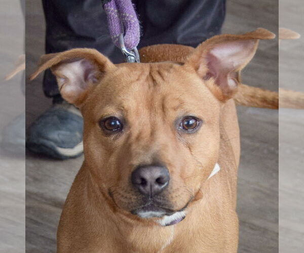 Medium Photo #8 American Staffordshire Terrier-Boxer Mix Puppy For Sale in Huntley, IL, USA