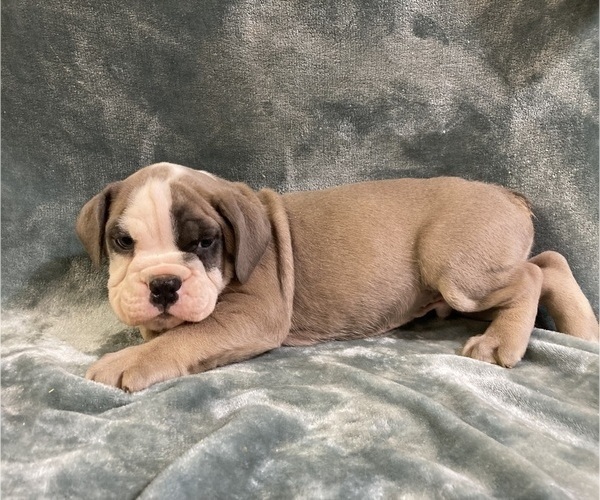 Medium Photo #13 Olde English Bulldogge Puppy For Sale in CHETEK, WI, USA