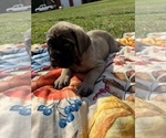 Small #1 Mastiff