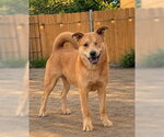 Small #1 Chow Chow Mix