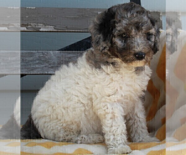 Medium Photo #2 Poodle (Standard) Puppy For Sale in FREDERICKSBURG, OH, USA