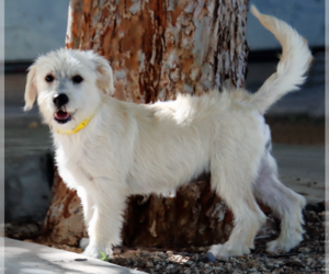 Goldendoodle Dogs for adoption in Glendale , AZ, USA