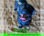 Small #3 Pug