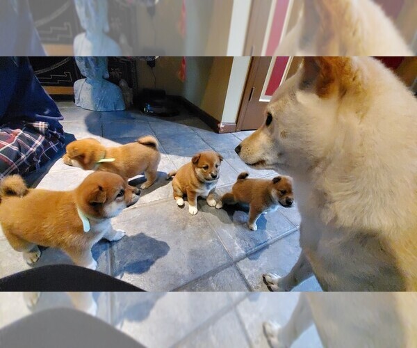 Medium Photo #15 Shiba Inu Puppy For Sale in SOMERSWORTH, NH, USA