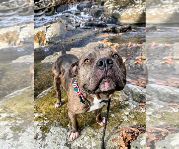 Medium Photo #11 American Bulldog-Unknown Mix Puppy For Sale in Rockaway, NJ, USA