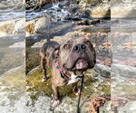 Small #10 American Bulldog Mix