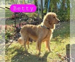 Small Photo #1 Golden Retriever Puppy For Sale in FREMONT, MI, USA